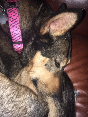ROK dog Large Quick Release Collar
